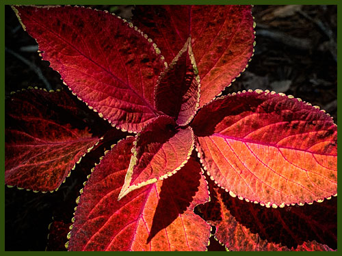 Coleus can really add a pop of color to shady areas.