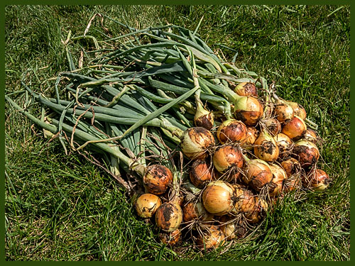 The first of the onion harvest.