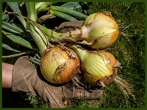 onions_2723