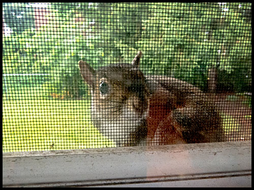 O hai! The feeder needs filling. Just thought you should know.