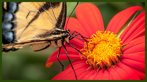 Tiger Swallontail on a Mexican Sunflower